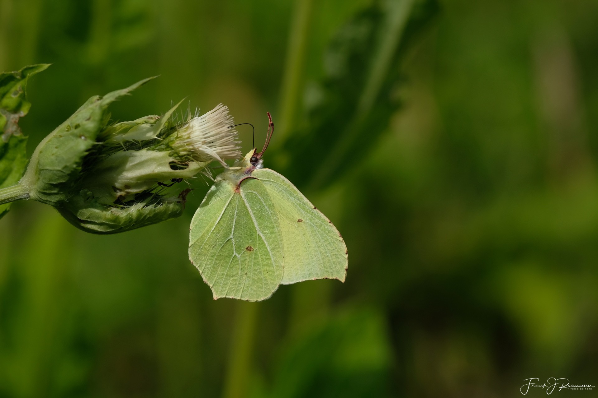 Citronsommerfugl